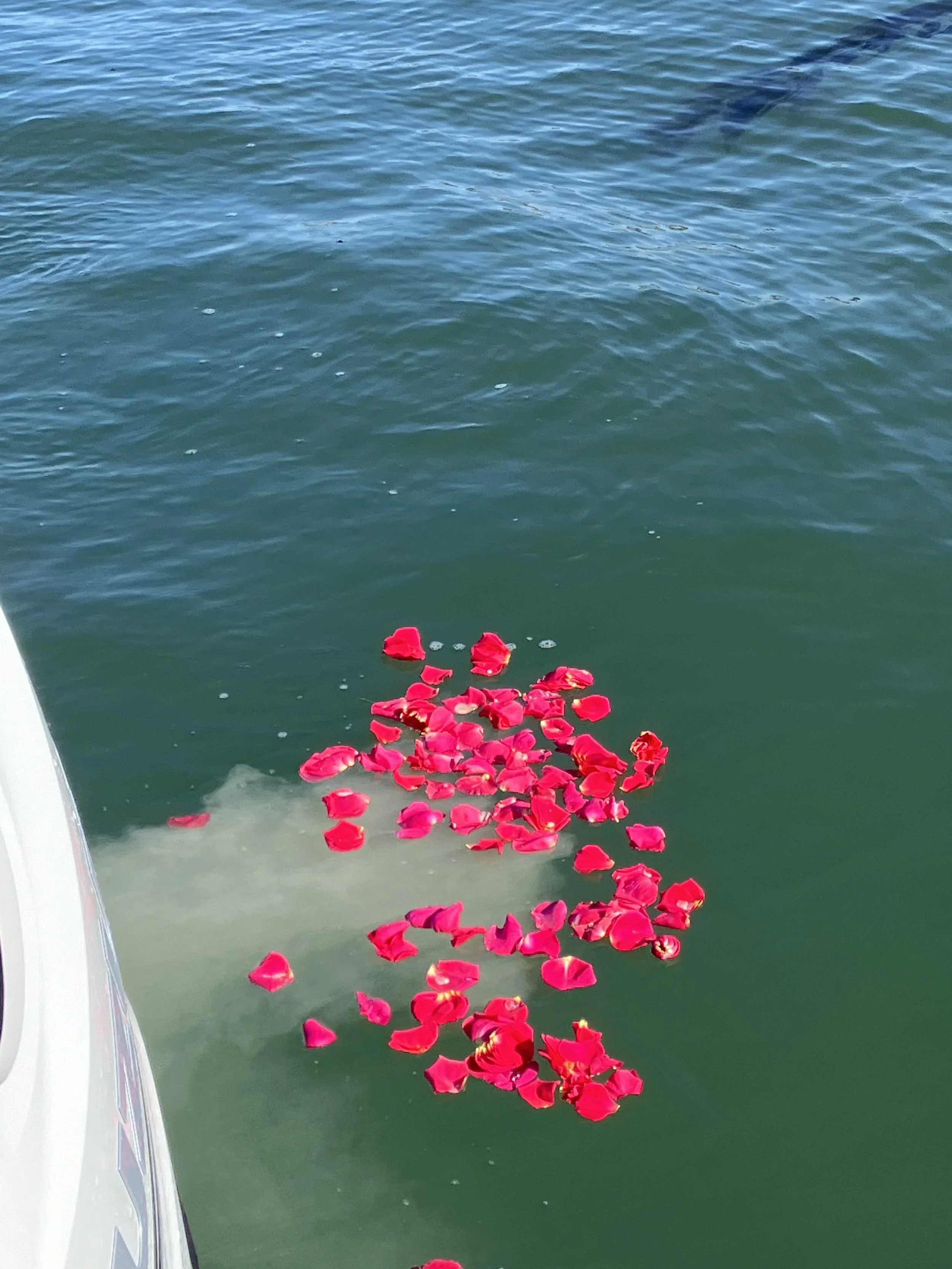 Red rose petals floating on the surface of the water near the side of a boat.