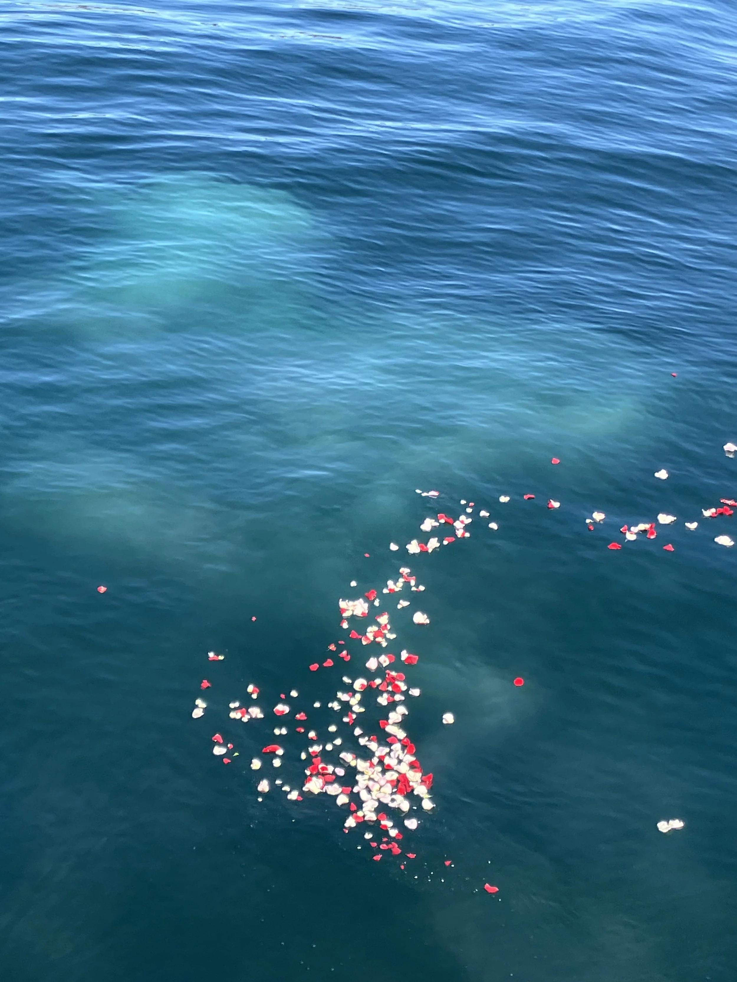 A body of water with floating flower petals, mostly white and red.