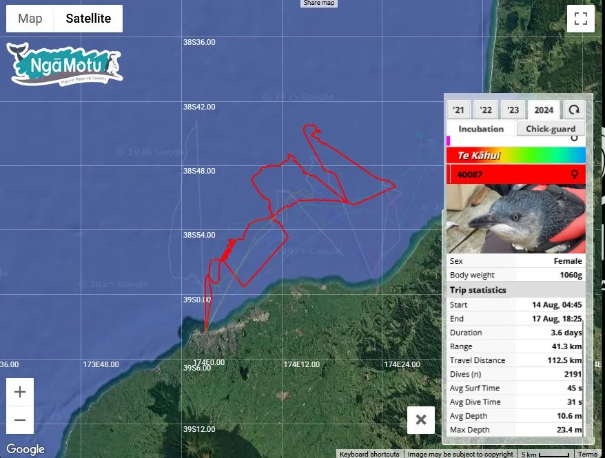 Female foraging during incubation.jpg