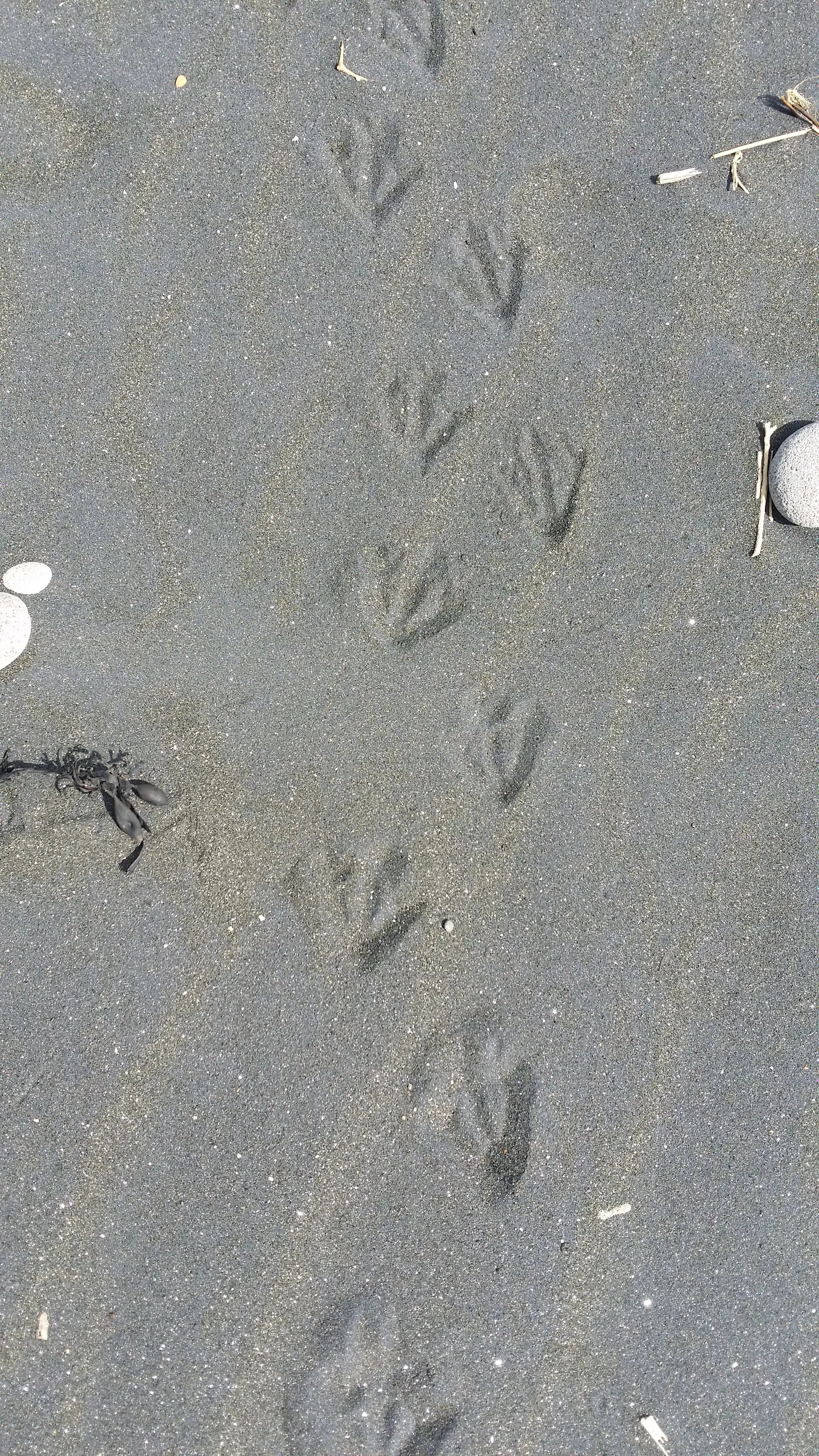 Penguin prints Wai-iti Beach 14 Nov 2015 (22).jpg