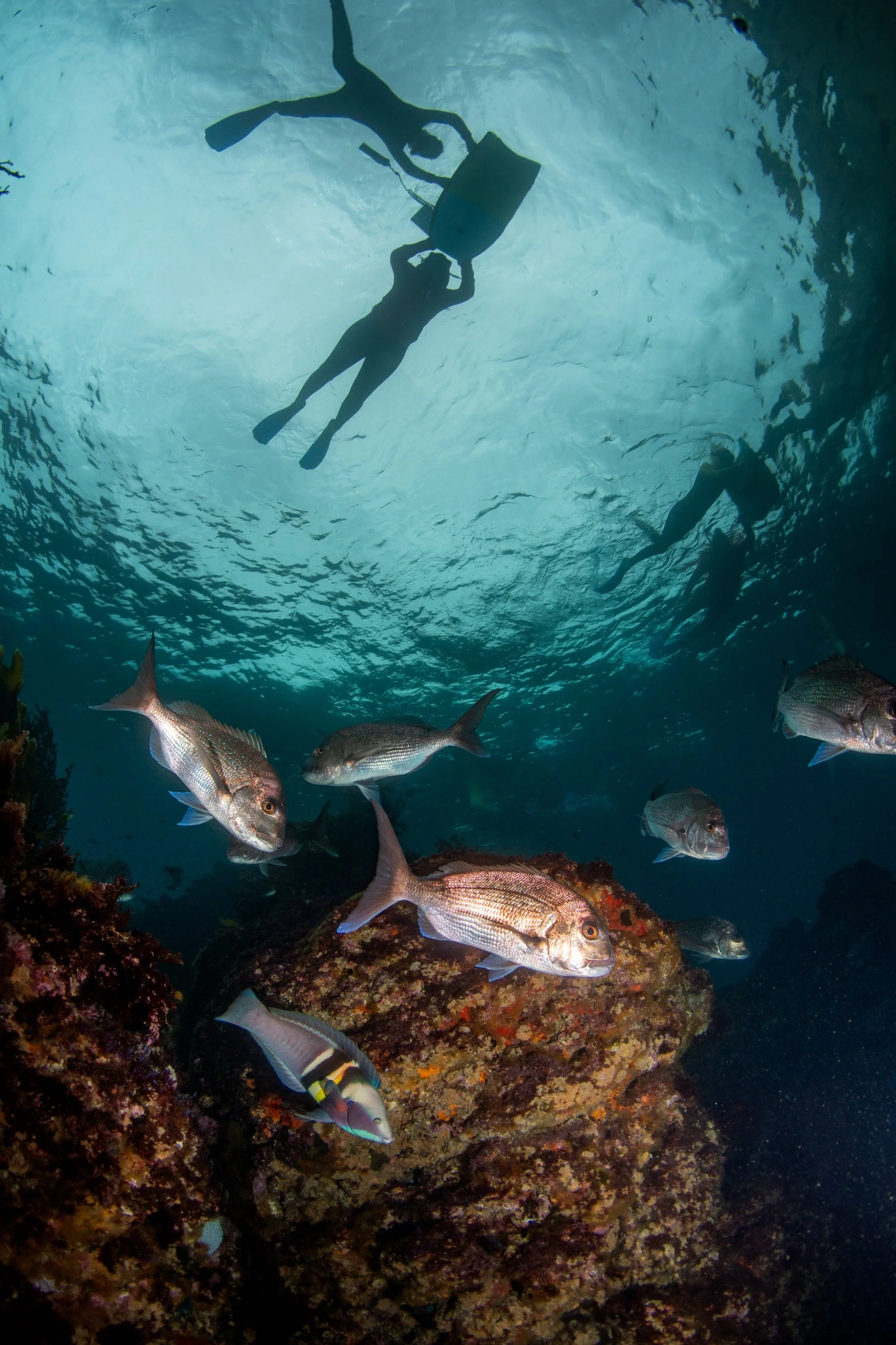 snorkelers with sandagers wrasse.jpg