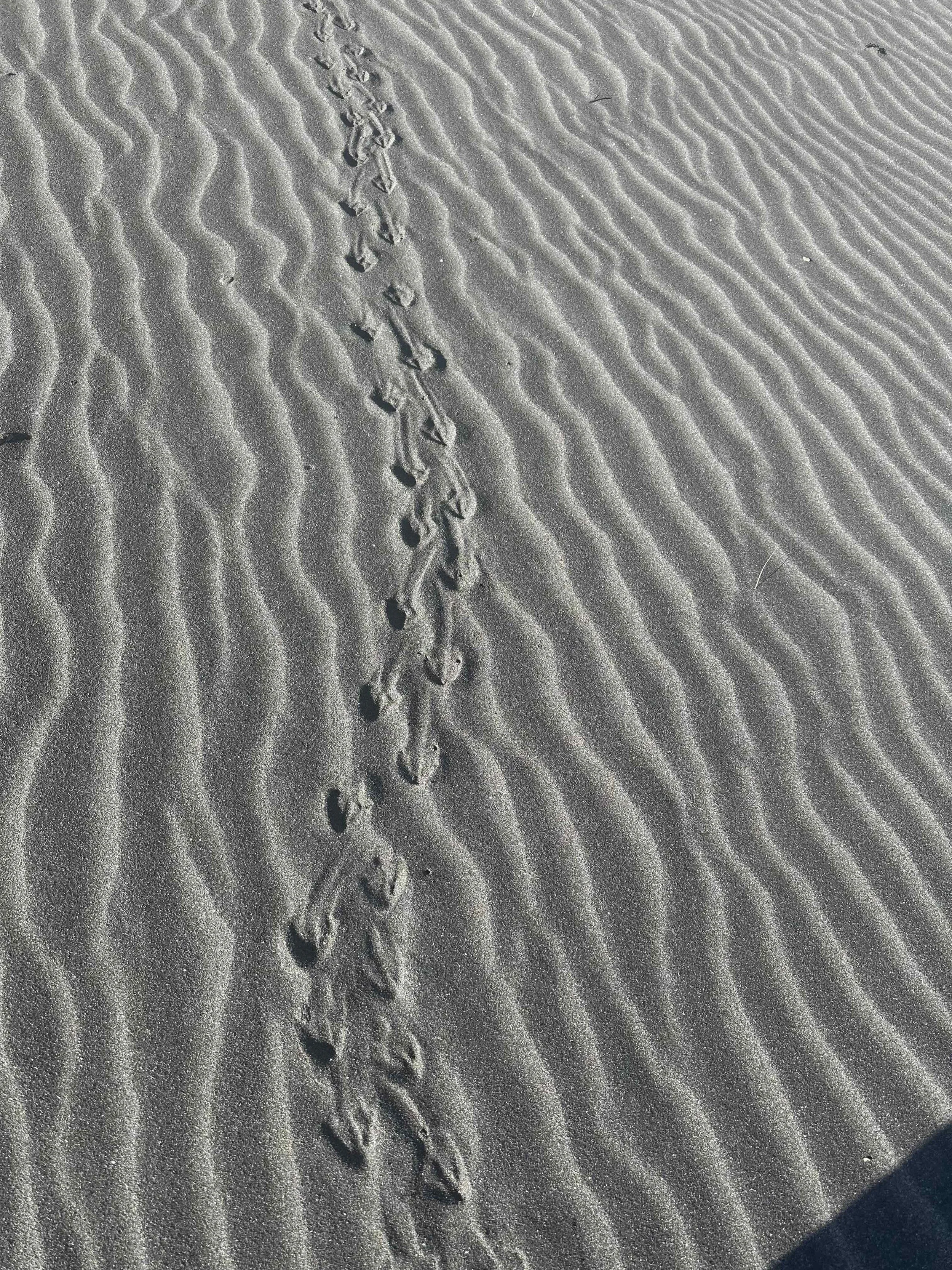 Korora Footprints .jpeg