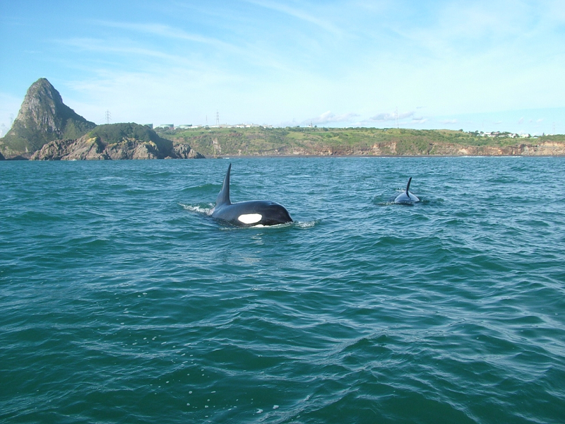 Orca 3.png
