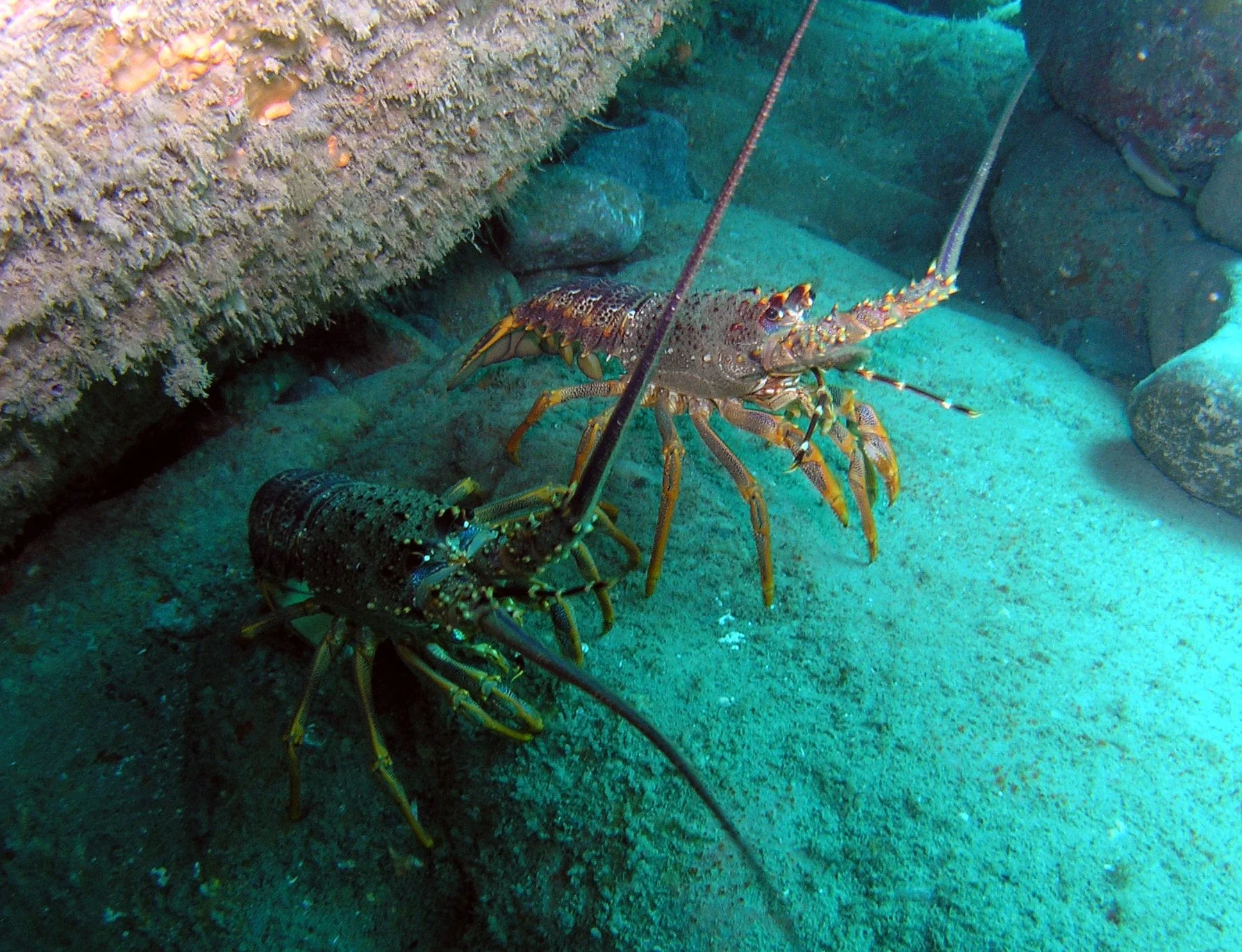 two crays.jpg