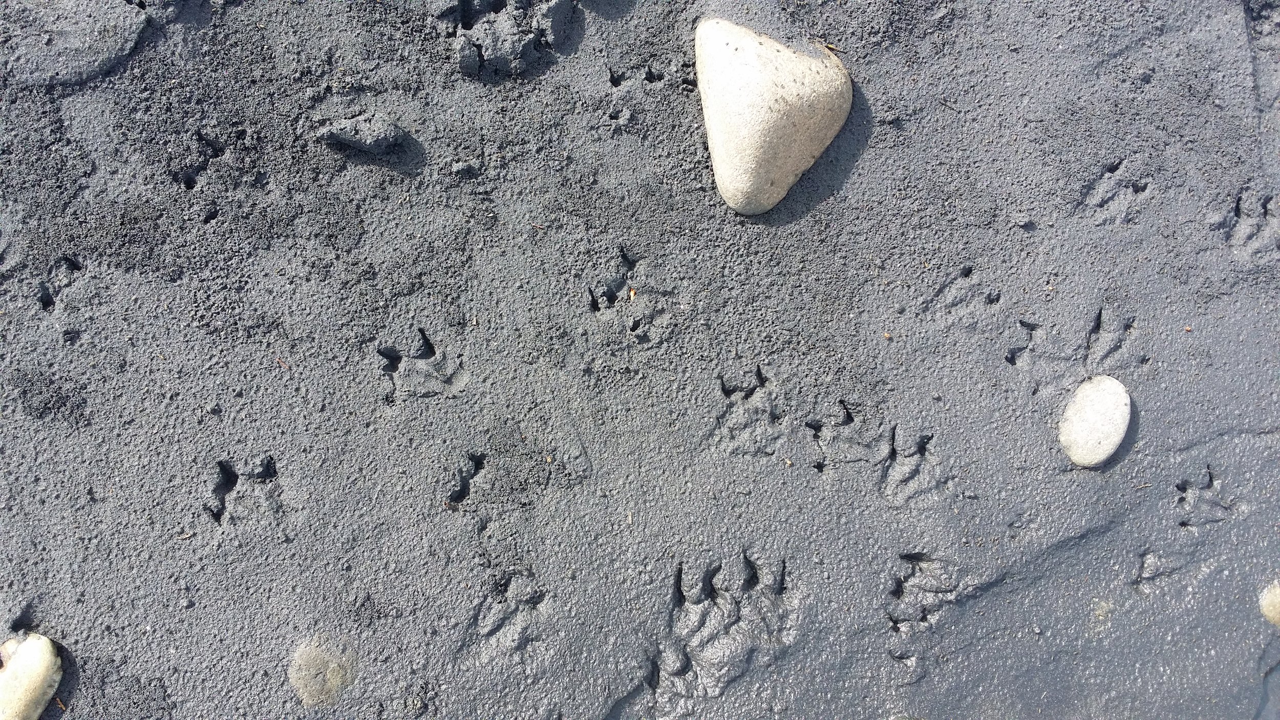 Penguin prints Wai-iti Beach 14 Nov 2015 (25).jpg