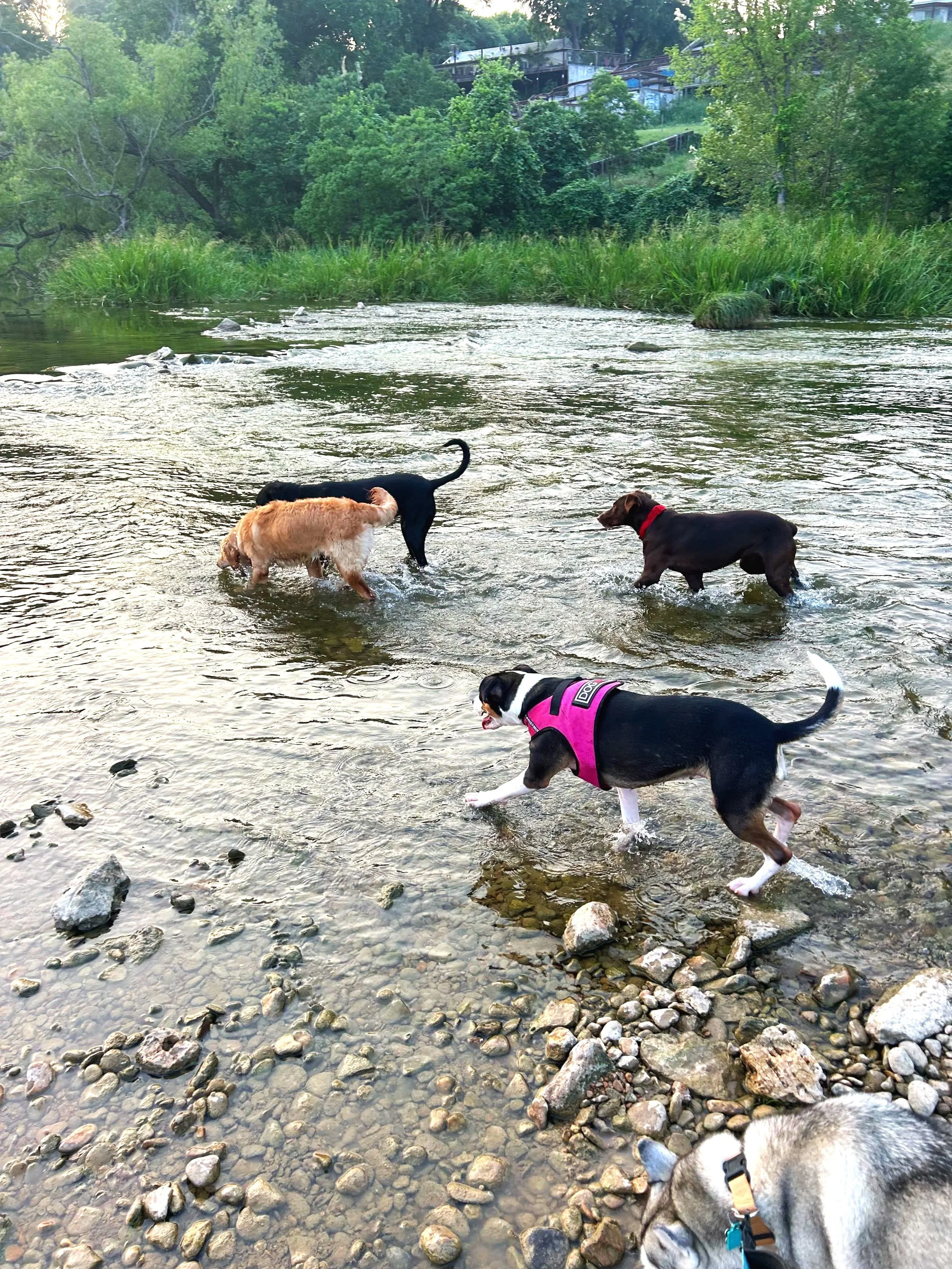 Four dogs playing in a shallow river near a rocky shoreline, with greenery and trees in the background.
