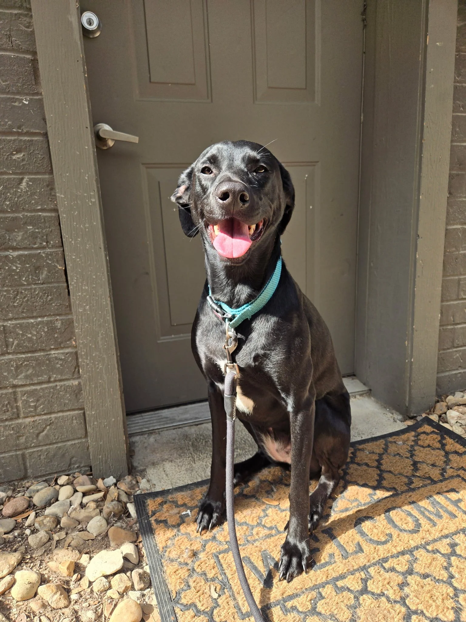 A black dog with a white patch on its chest sitting at the front door, smiling with its tongue out, on a welcome mat outside a brick house.