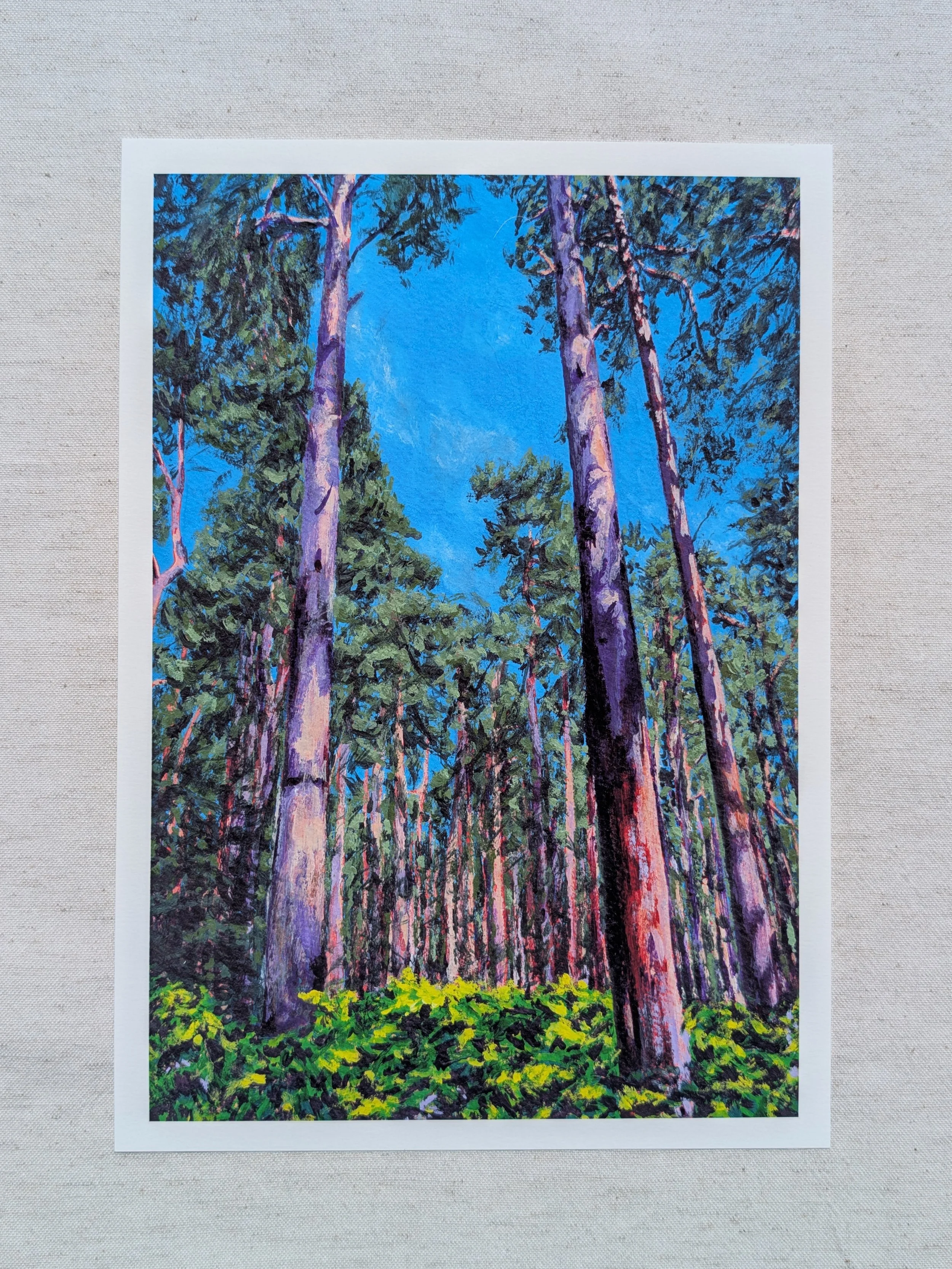 Thetford Forest at High Summer