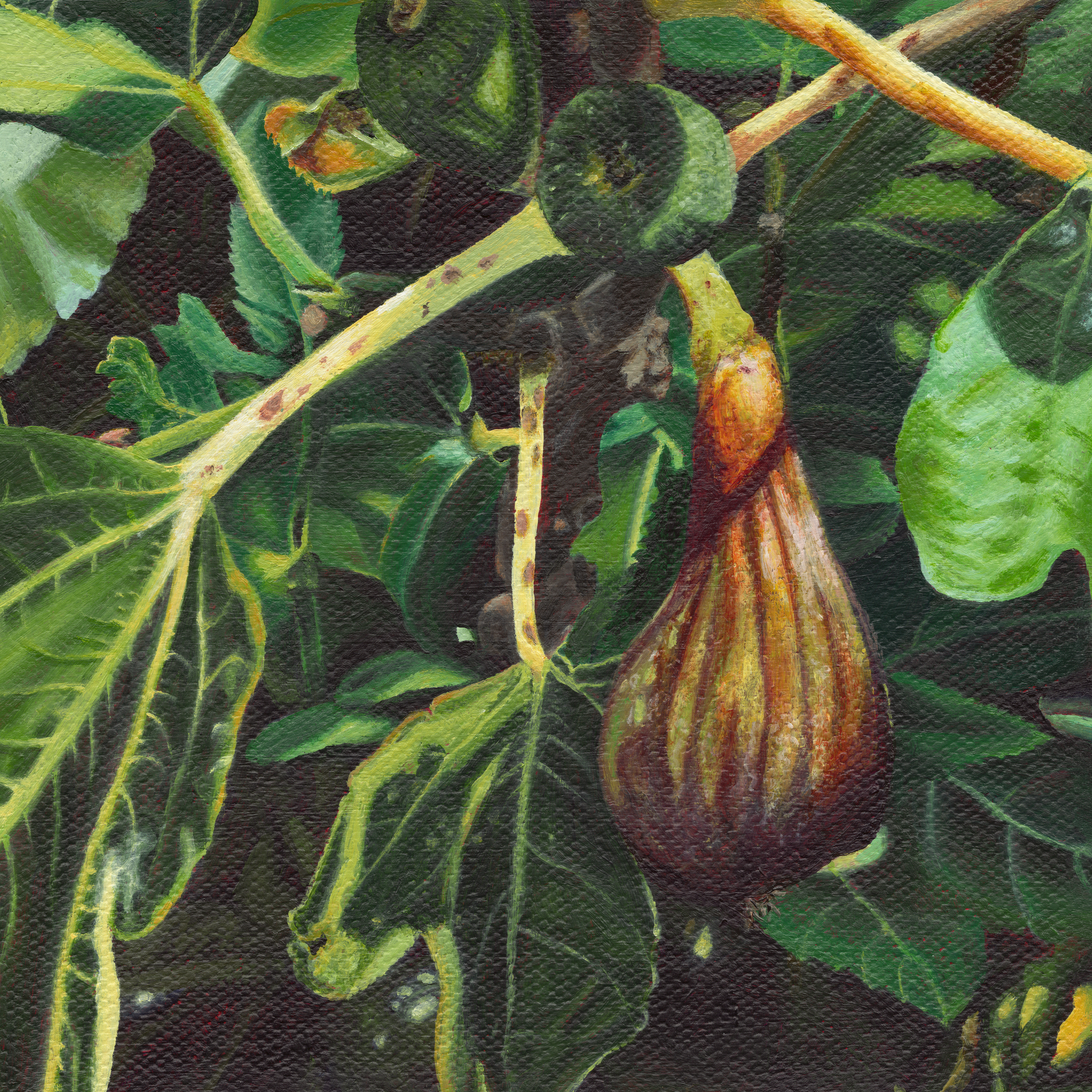 Fig alone.png