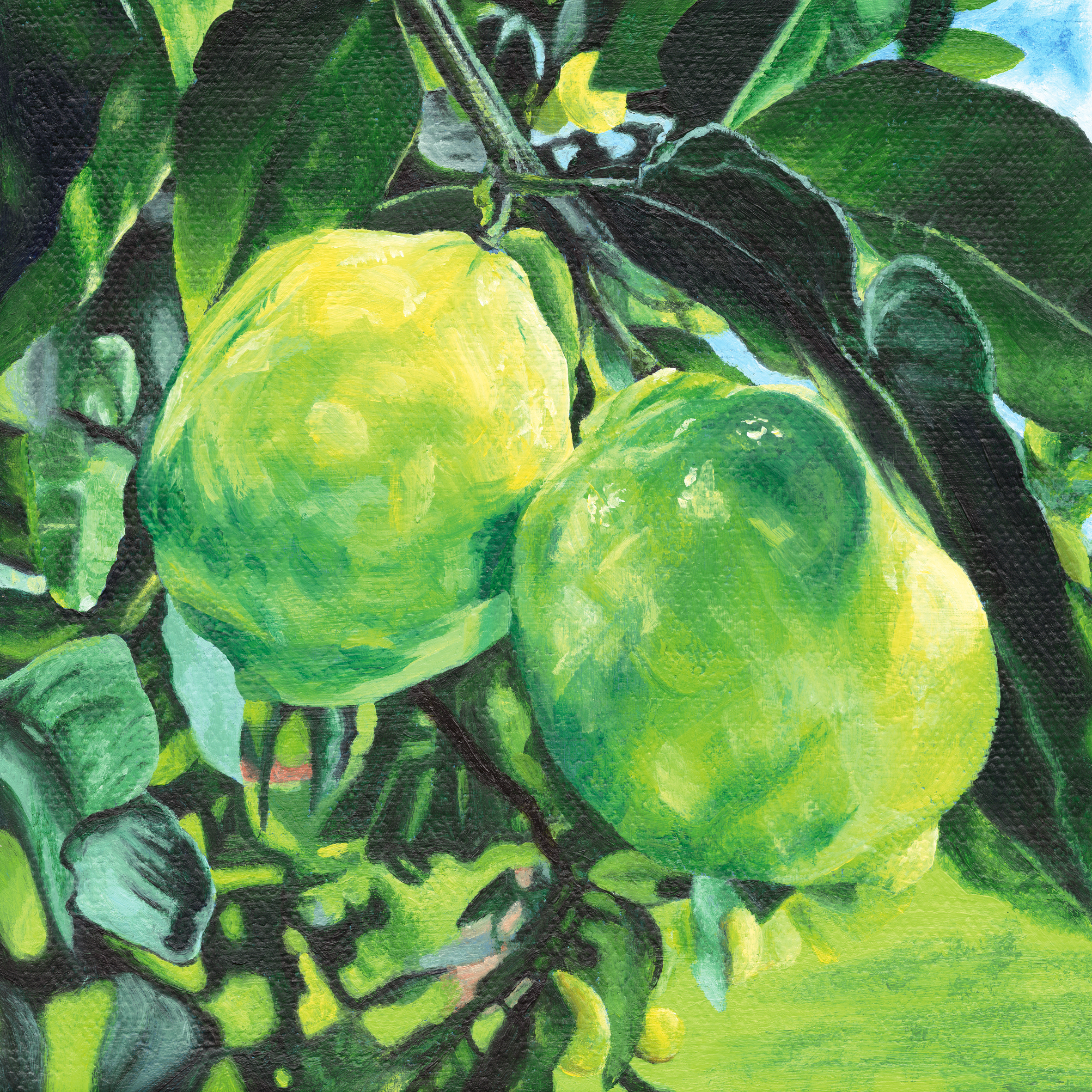 Limes alone.png