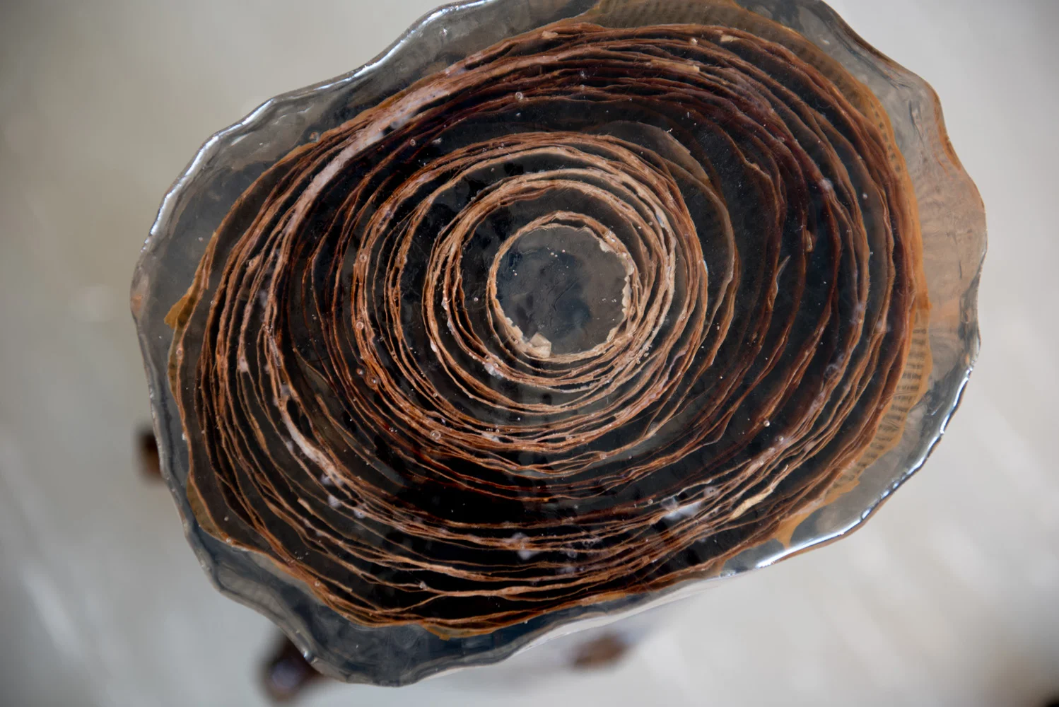 Close-up of a coiled, dried, brown plant or bark inside a clear glass container, viewed from above.
