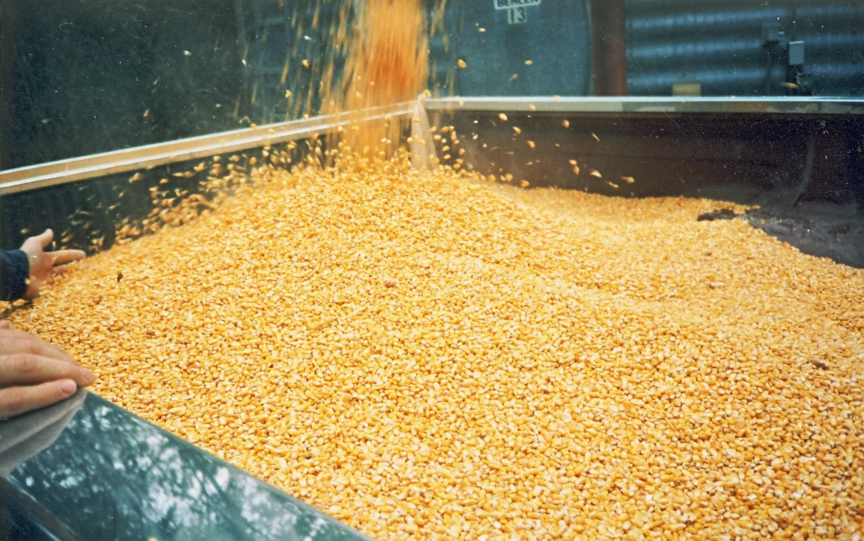 Corn being poured and spread in a large industrial container or hopper, with a person’s hand visible in the lower left corner.