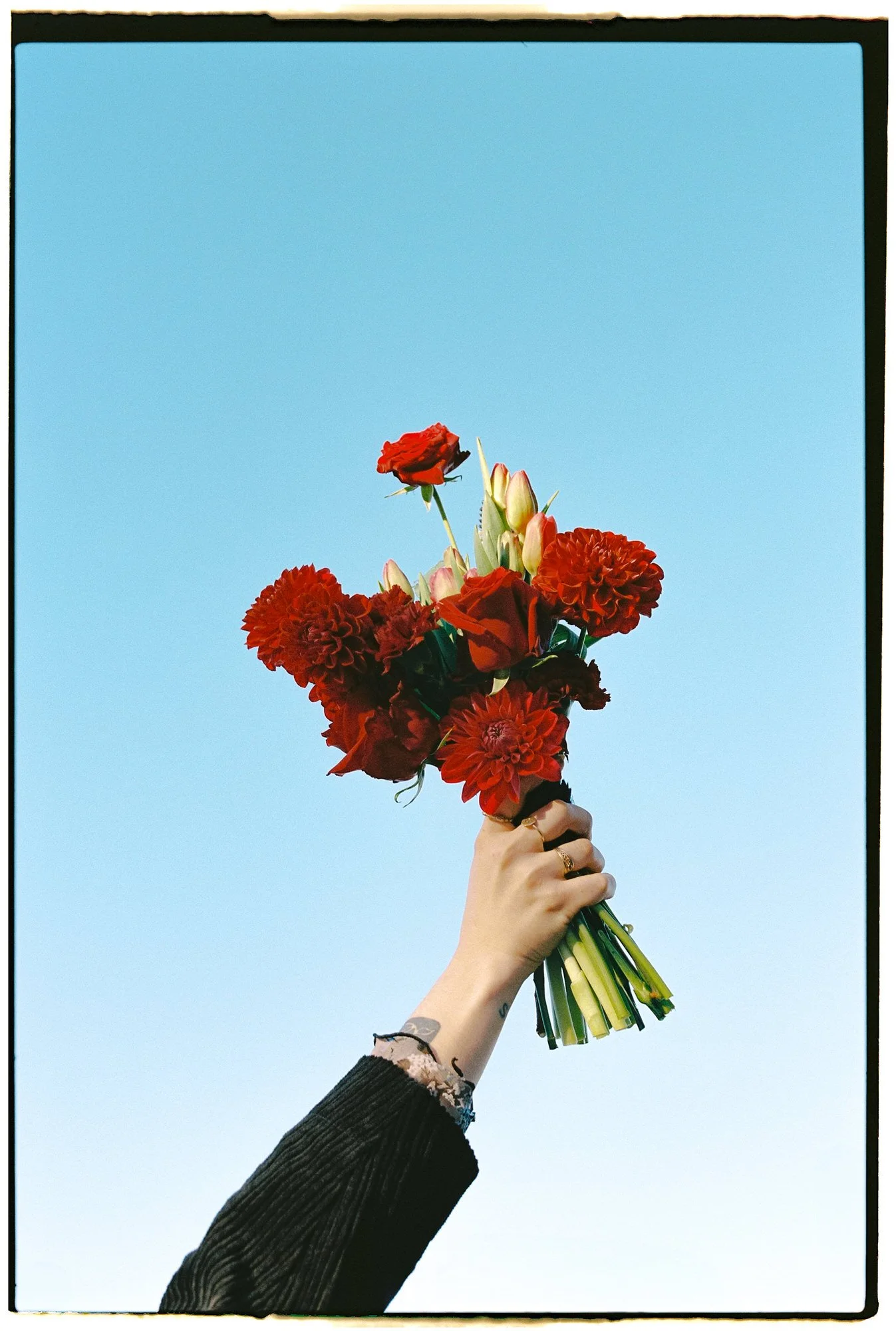 Hand holding a vibrant red floral bouquet of dahlias, roses, and tulips against a clear blue sky, captured on film for Spiral Botanicals winter campaign by Corinna & Dylan, film photography