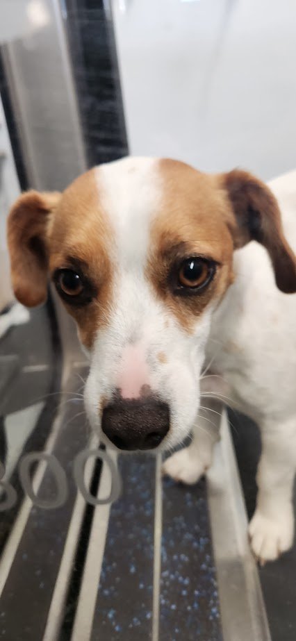 Close-up of a small dog with brown and white fur, sitting on a metal grate floor, looking up at the camera.