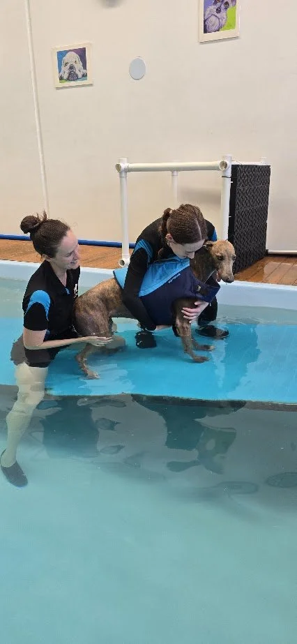 Two women and a dog in a swimming pool, with one woman holding the dog, assisting it in the water, possibly during a dog training or therapy session.