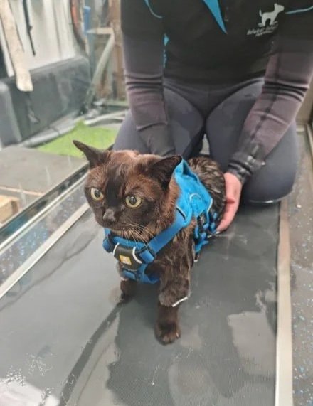 water-walkies-feline-underwater-treadmill-cat-session