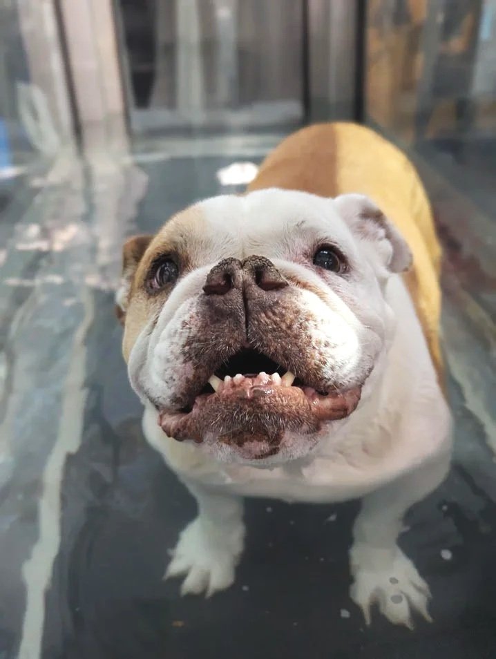 bulldog in underwater treadmill at water walkies illawarra