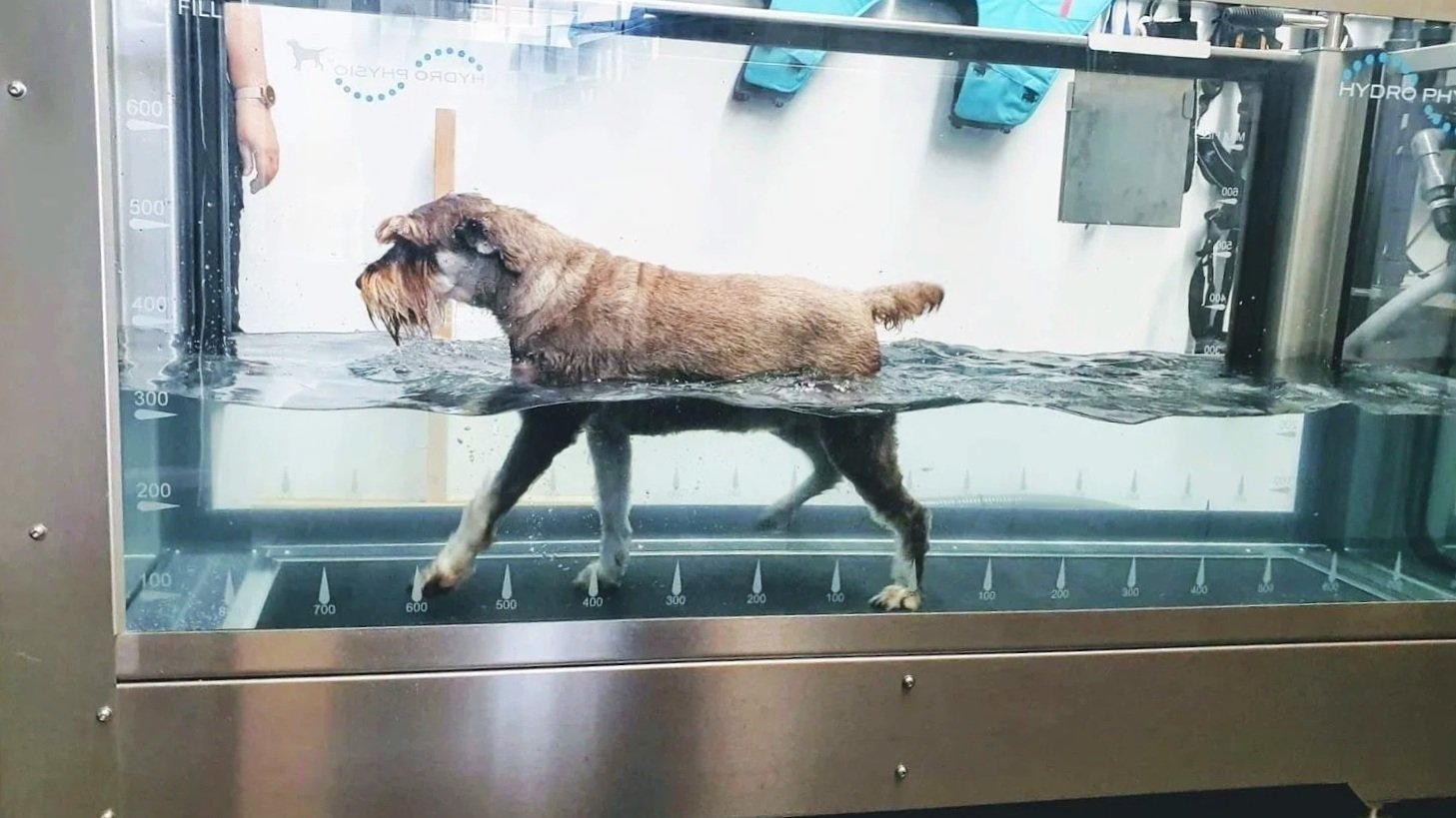 underwater treadmill water walkies giant schnauzer session