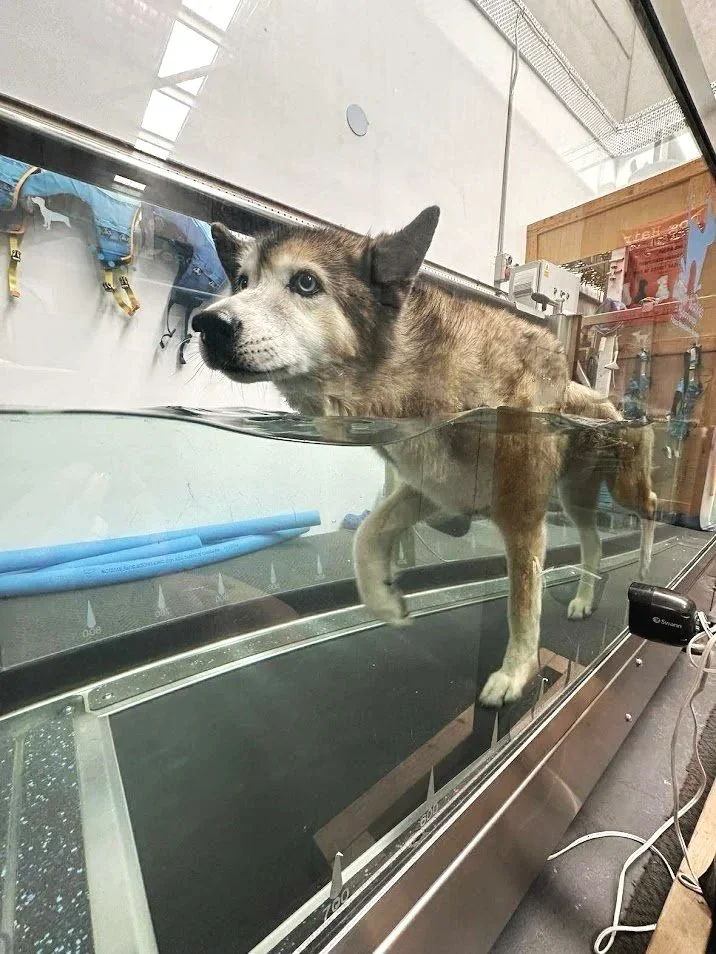 senior dog, malamute underwater treadmill port kembla water walkies
