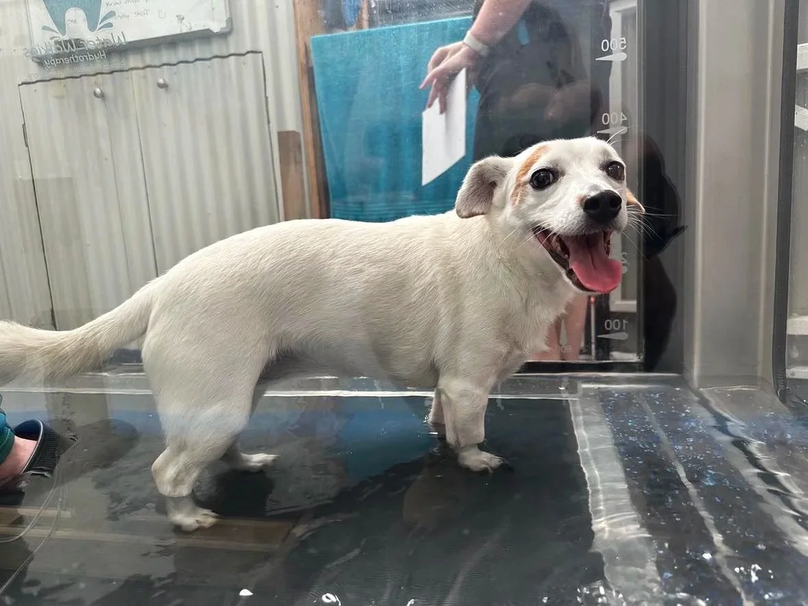 water walkies underwater treadmill white dog client session
