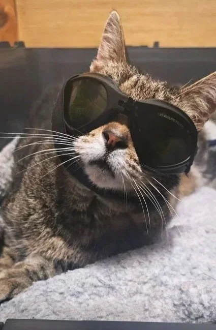 class 4 canine laser therapy and wellness session feline water walkies