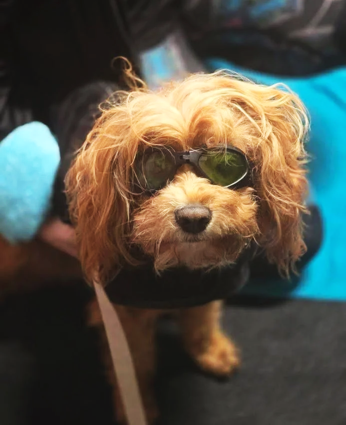 cute brown fluffy dog with safety goggles on for laser therapy wellness session