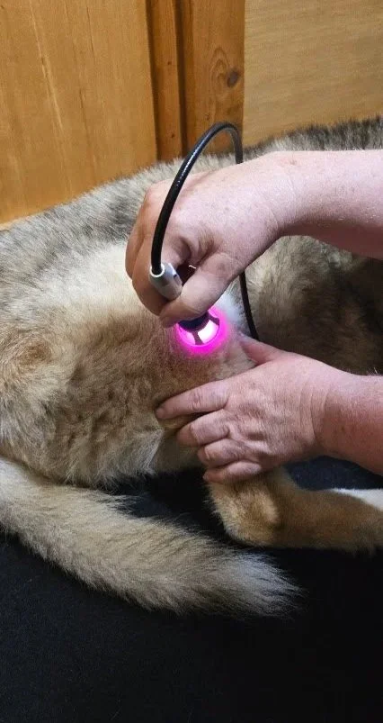 class 4 laser therapy session in progress on malamute water walkies port kembla