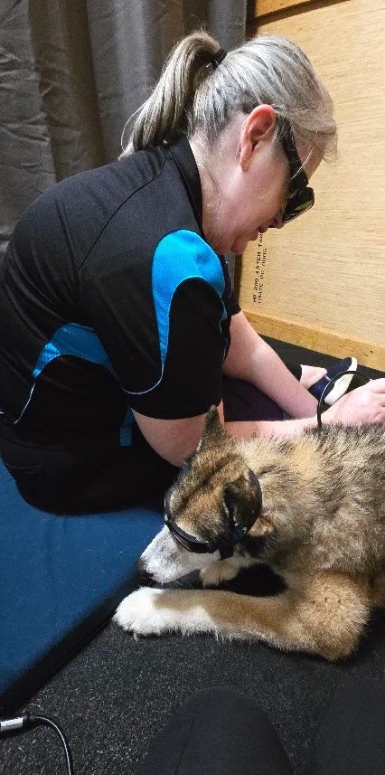 class 4 laser therapy session in progress on malamute water walkies port kembla