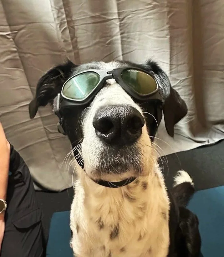 safety goggles on dog for wellness laser therapy session water walkies