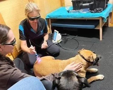 class 4 laser therapy session in progress with  water walkies director catherine at port kembla