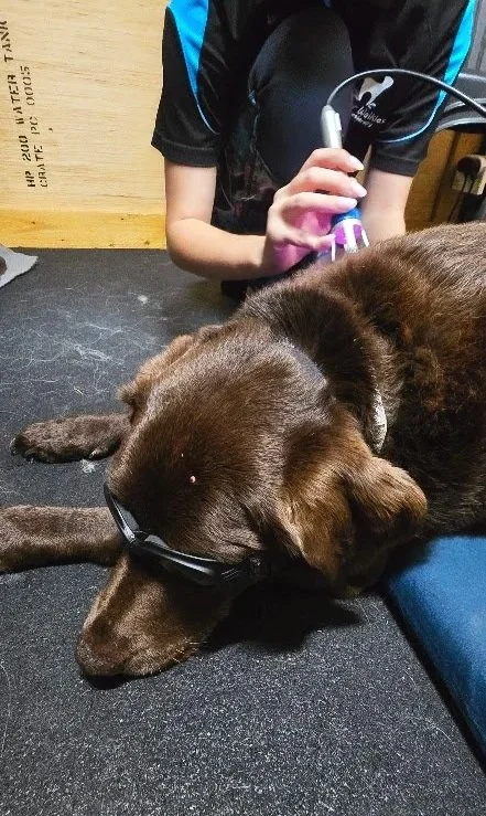 choc labrador getting shoulder laser therapy at water walkies