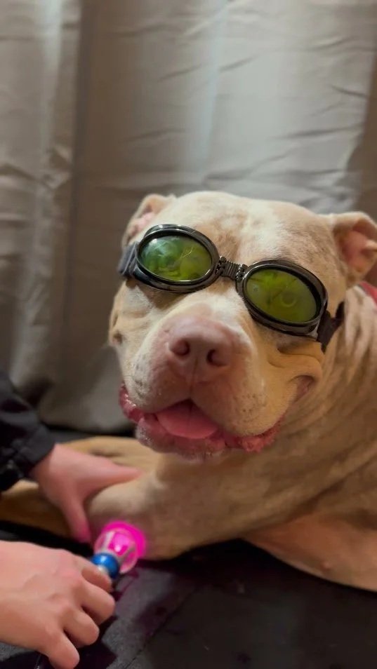 cleo the xl bully getting laser therapy session water walkies
