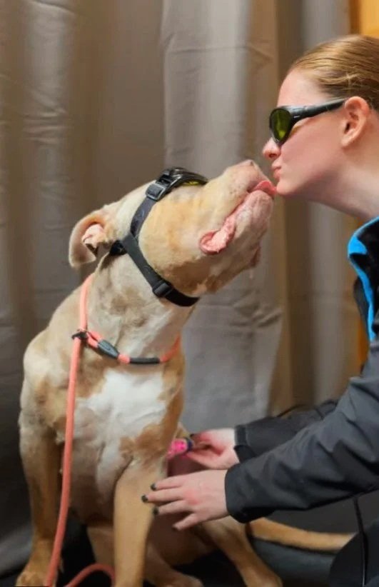 cleo the xl bully getting laser therapy session water walkies happy and kissing staff