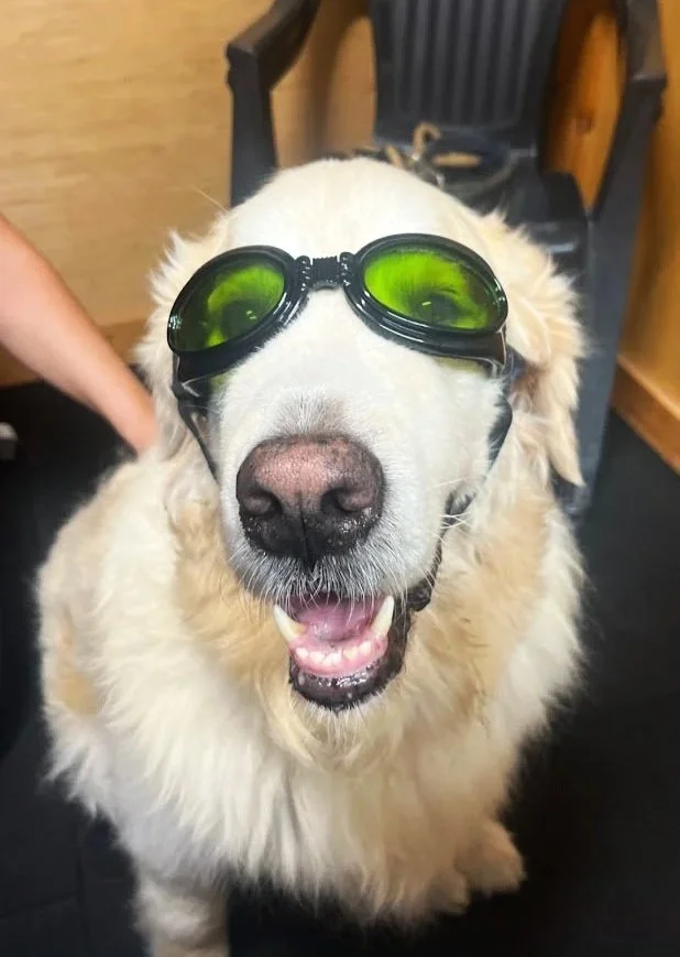 laser-therapy-water-walkies-labrador
