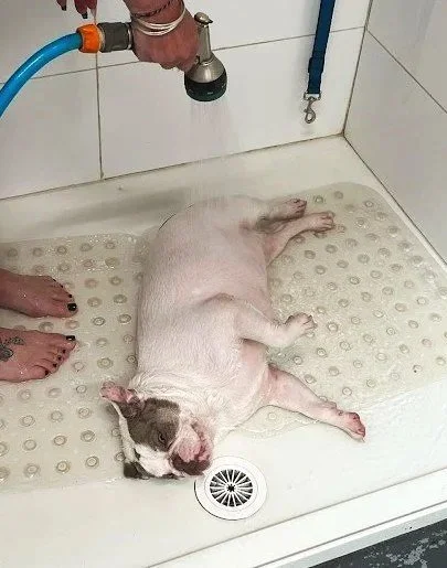 someone just loves a bath! a french bulldog laying on the shower floor at water walkies after a hydro session waiting for a belly rub.