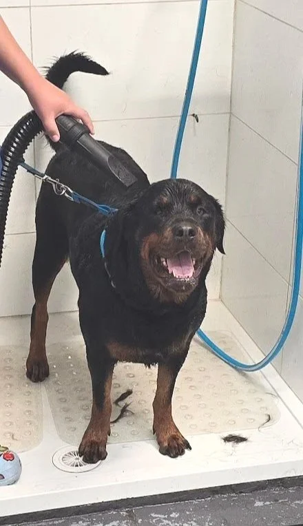 A rottweiler having a dog wash at water walkies port kembla after a hydrotherapy wellness session