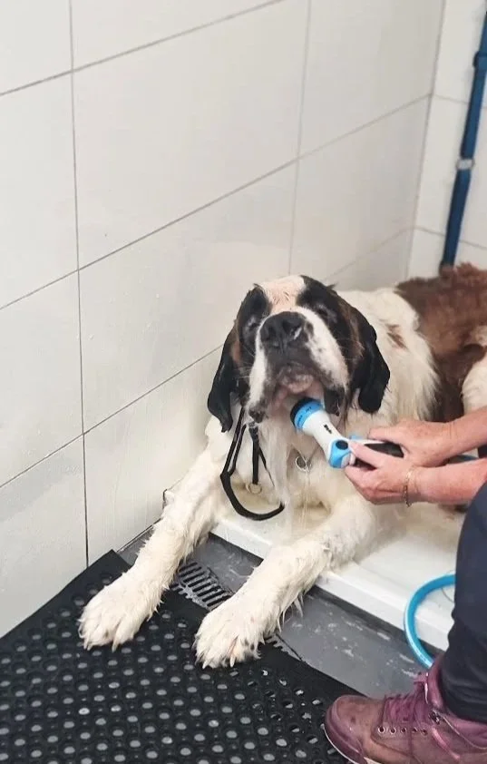 st bernard at water walkies in the diy dog wash