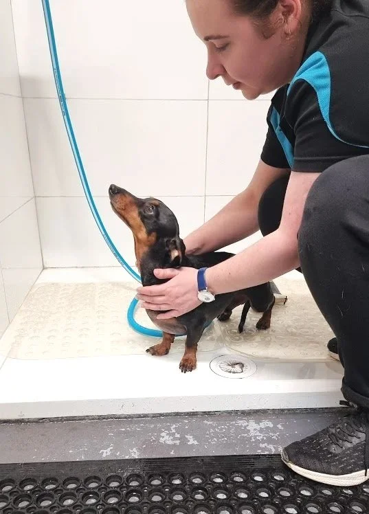 A person giving a bath to a small black and tan dog in a shower stall at water walkies.
