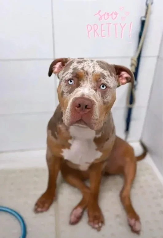 cleo the XL bully in water walkies dog wash