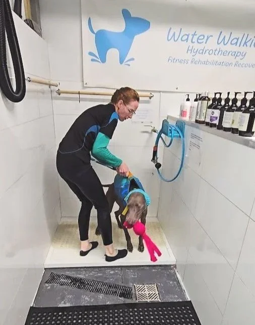 jess washing a dog after a hydro session at water walkies illawarra