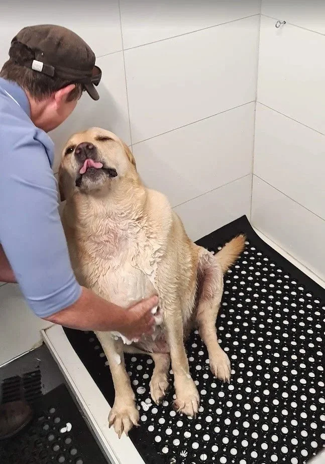 labrador loving getting a wash from his dad in the diy dog wash at water walkies