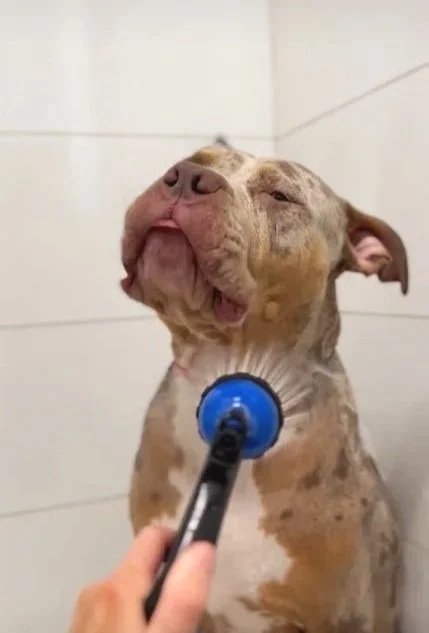 cleo the xl bully in the diy dog wash at water walkies