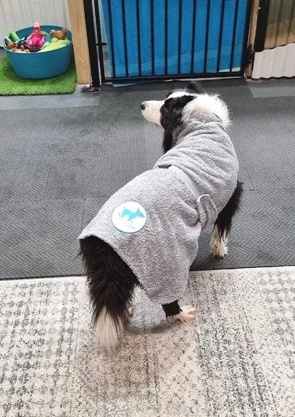 border collie wearing a custom water walkies robe after a diy dog wash