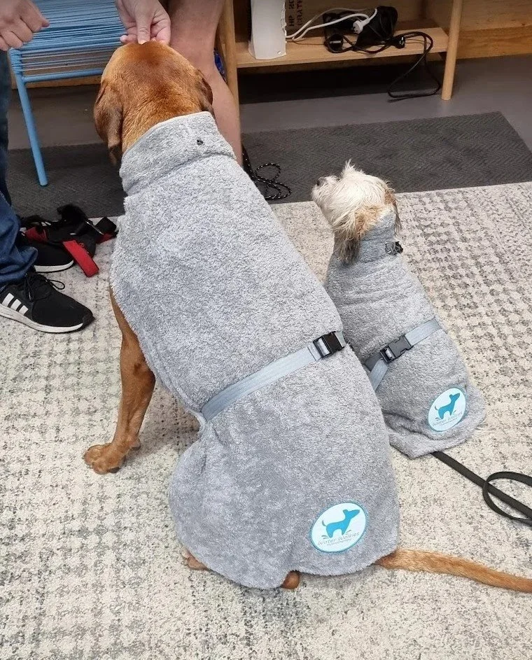 2 dogs wearing custom water walkies dog robes after a hydrotherapy session at water walkies port kembla