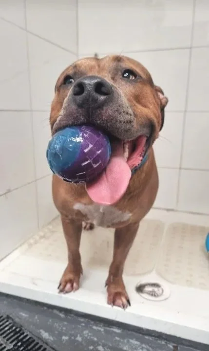 senior staffy taking blue ball into diy dog wash at water walkies