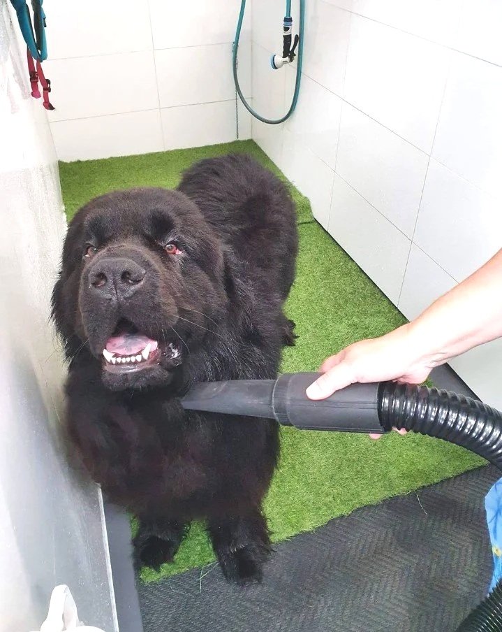 newfoundland getting a blow dry after a diy dog wash at water walkies illawarra