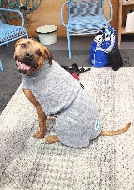 A happy brown dog wearing a gray hoodie, sitting on a rug in an indoor space with blue chairs, a white bowl, and a blue backpack in the background after a hydro session at water walkies.