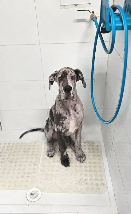 alfred the great dane as a puppy in the dog wash at water walkies