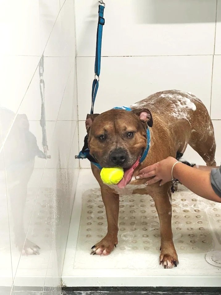 brown dog with a tennis ball getting a wash at water walkies.
