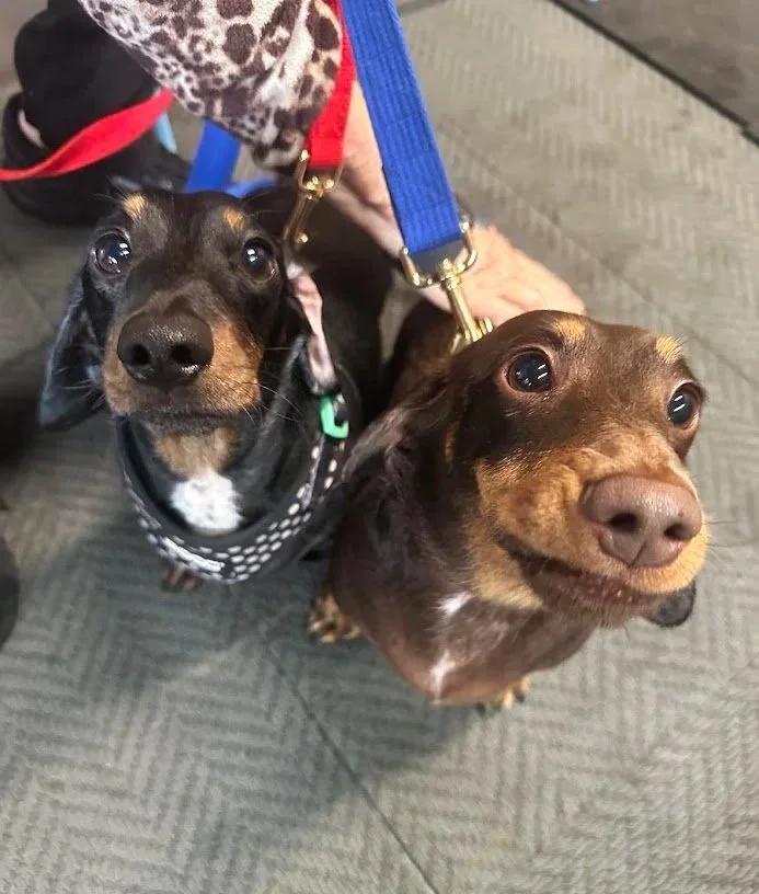 Two dachshund dogs looking up at the camera, one wearing a black bandana with white dots and the other with no bandana, standing on a gray carpeted floor.